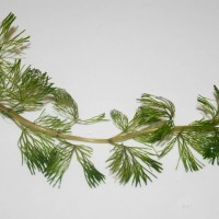 Fanwort